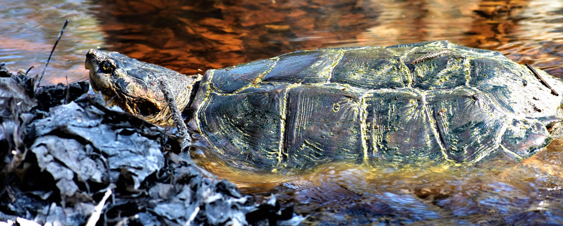 A large common snapping turtle makes his way through a shallow amber stream and leaves at Big Thicket National Preserve in Kountze, Texas 2000pc Panoramic Puzzle