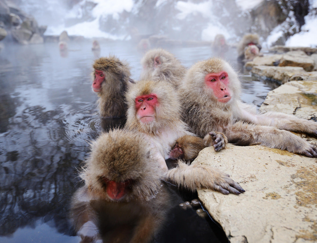 Noah Jigsaw Puzzle Japanese Snow Monkeys 1000 pieces
