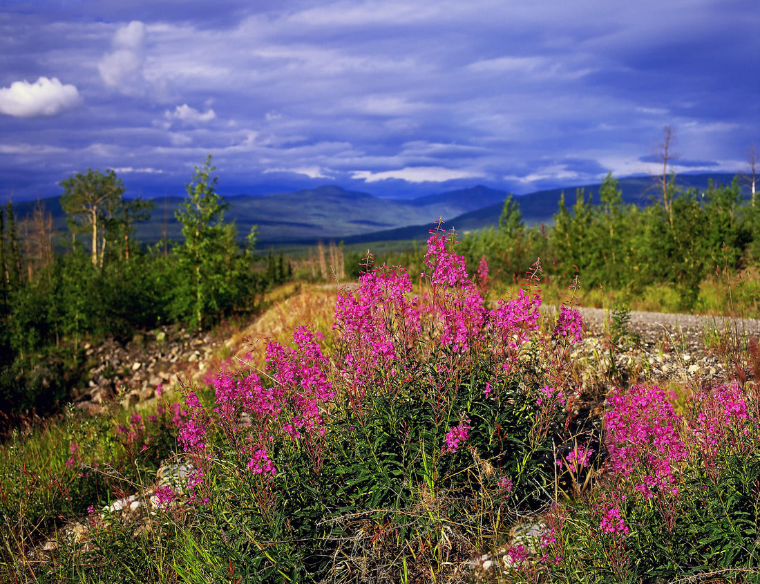 Noah Jigsaw Puzzle Canol Highway, Northwest Territories, Canada 1000 pieces