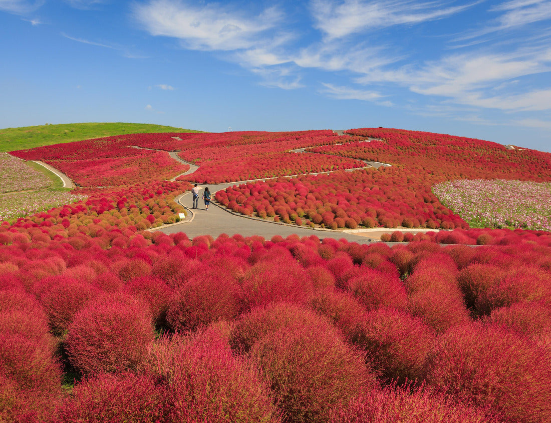 Noah Jigsaw Puzzle mountain, cosmos and kochia in Hitachi Seaside Park in fall with blue sky and lovers in Ibaraki, Japan 1000 pieces
