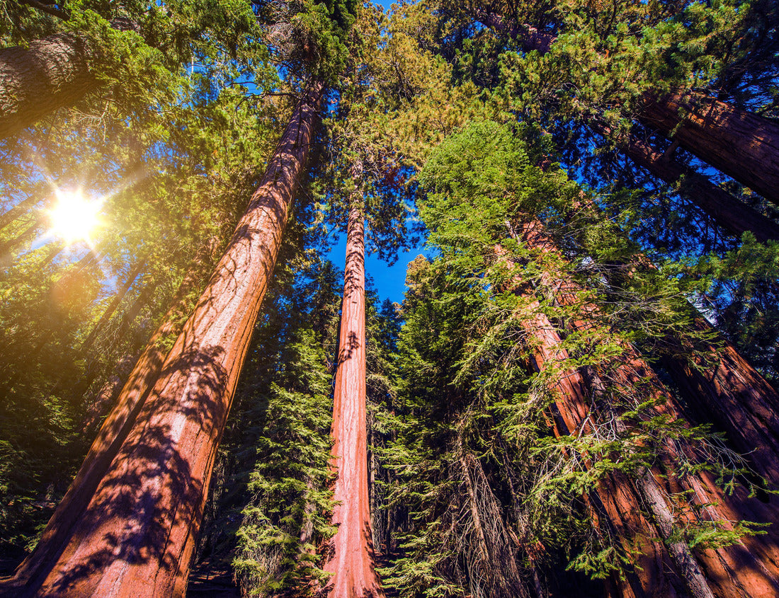 Noah Jigsaw Puzzle Giant Sequoias Forest. Sequoia National Forest in California Sierra Nevada Mountains, United States 1000 pieces