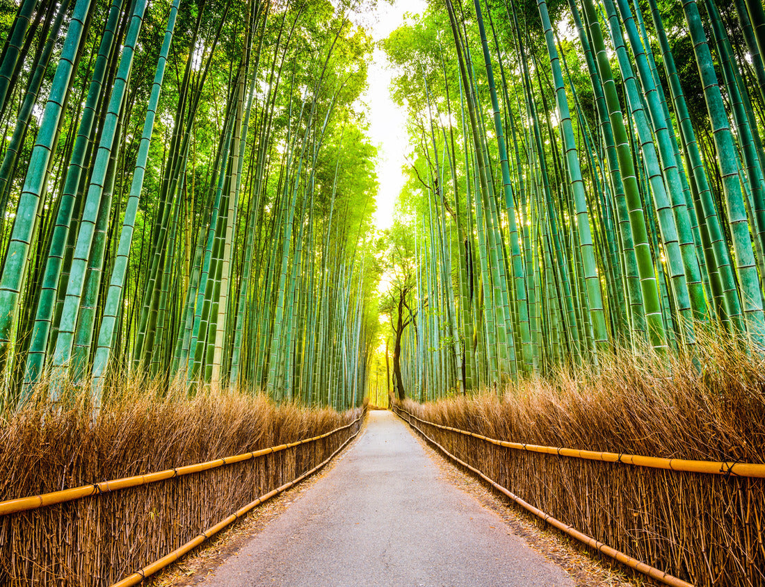 Noah Jigsaw Puzzle Kyoto, Japan at the bamboo forest 1000 pieces