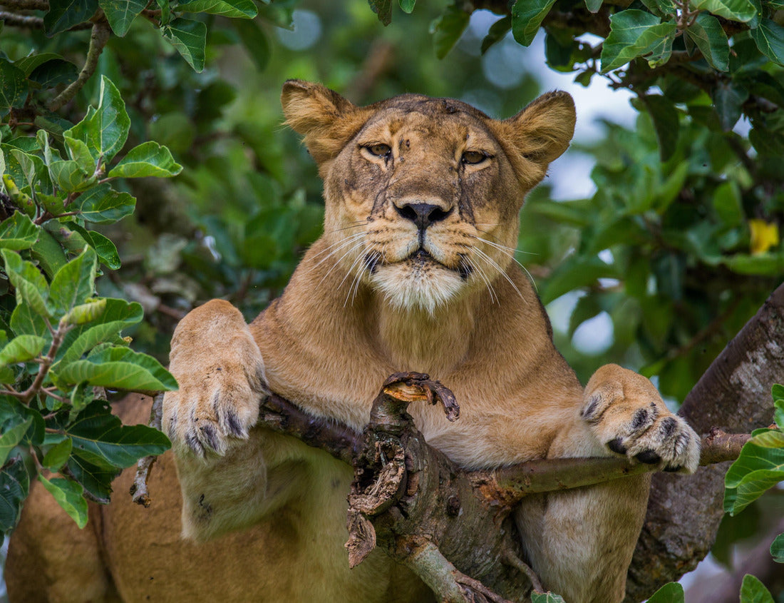 Noah Jigsaw Puzzle Lioness lying on a tree. Uganda 1000 pieces