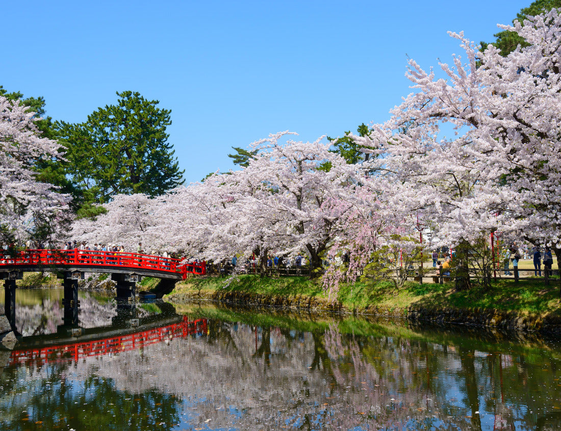 Noah Jigsaw Puzzle Cherry blossoms in Hirosaki Castle Park in Hirosaki, Aomori, Japan 1000 pieces