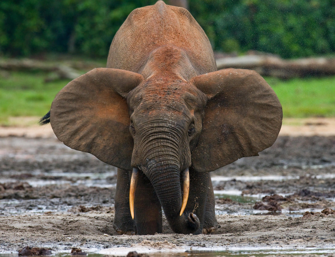 Noah Jigsaw Puzzle Forest elephant drinking, Central African Republic 1000 pieces