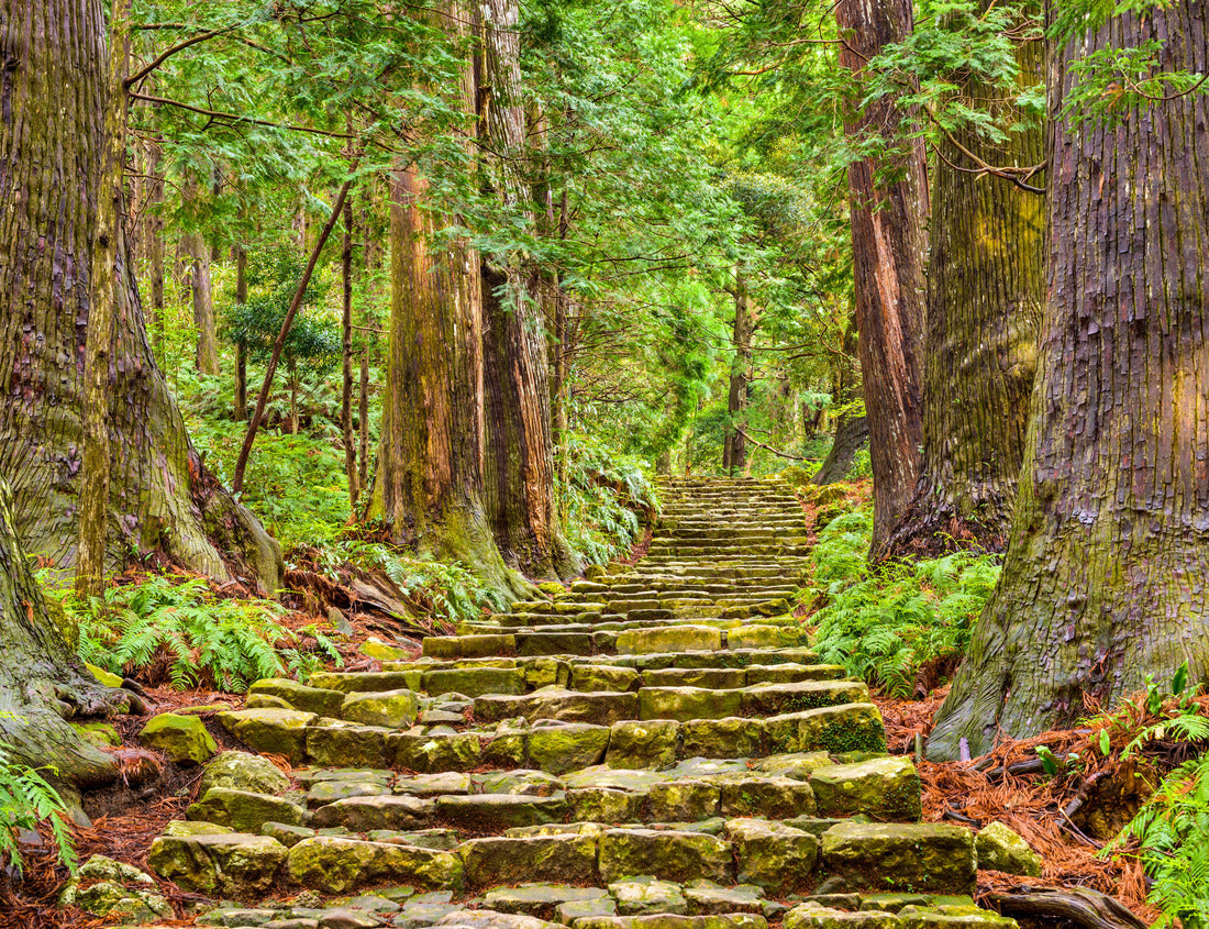 Noah Jigsaw Puzzle Kumano Kodo at Daimon-zaka slope, a sacred trail and World Heritage site in Nachi, Wakayama, Japan 1000 pieces