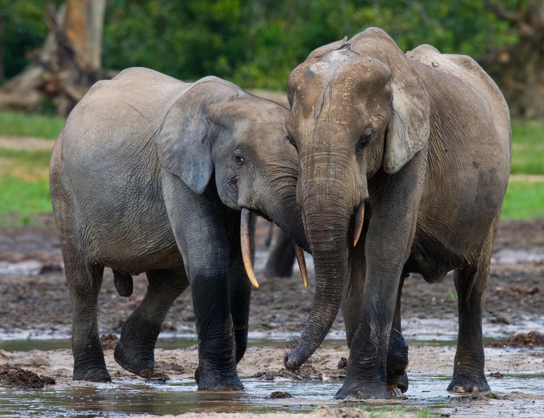Noah Jigsaw Puzzle Forest elephants playing with each other. Central African Republic 1000 pieces