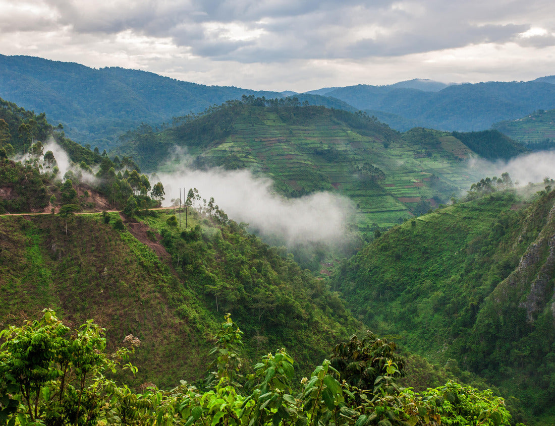 Noah Jigsaw Puzzle Beautiful landscape in southwestern Uganda, at the Bwindi Impenetrable Forest National Park, at the borders of Uganda, Congo and Rwanda. The Bwindi National Park is the home of the mountain gorillas 1000 pieces