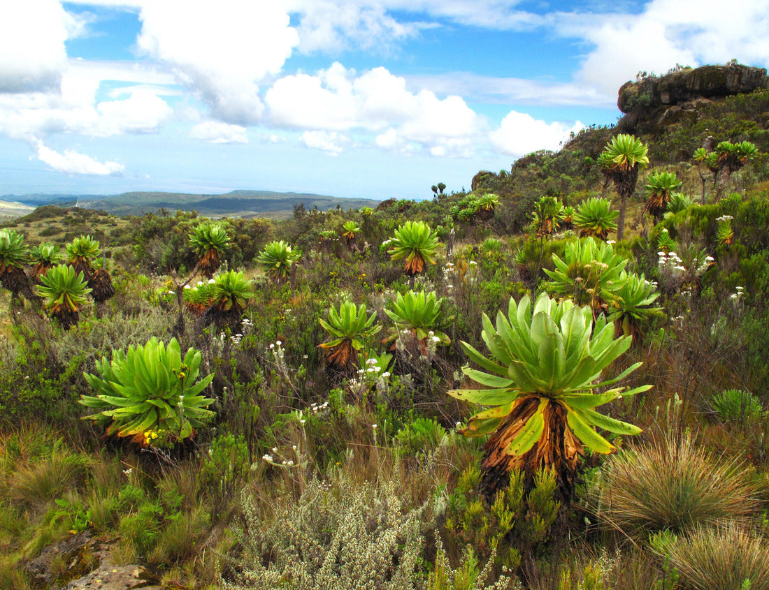 Noah Jigsaw Puzzle Hiking in Mount Elgon, Uganda, Africa 1000 pieces