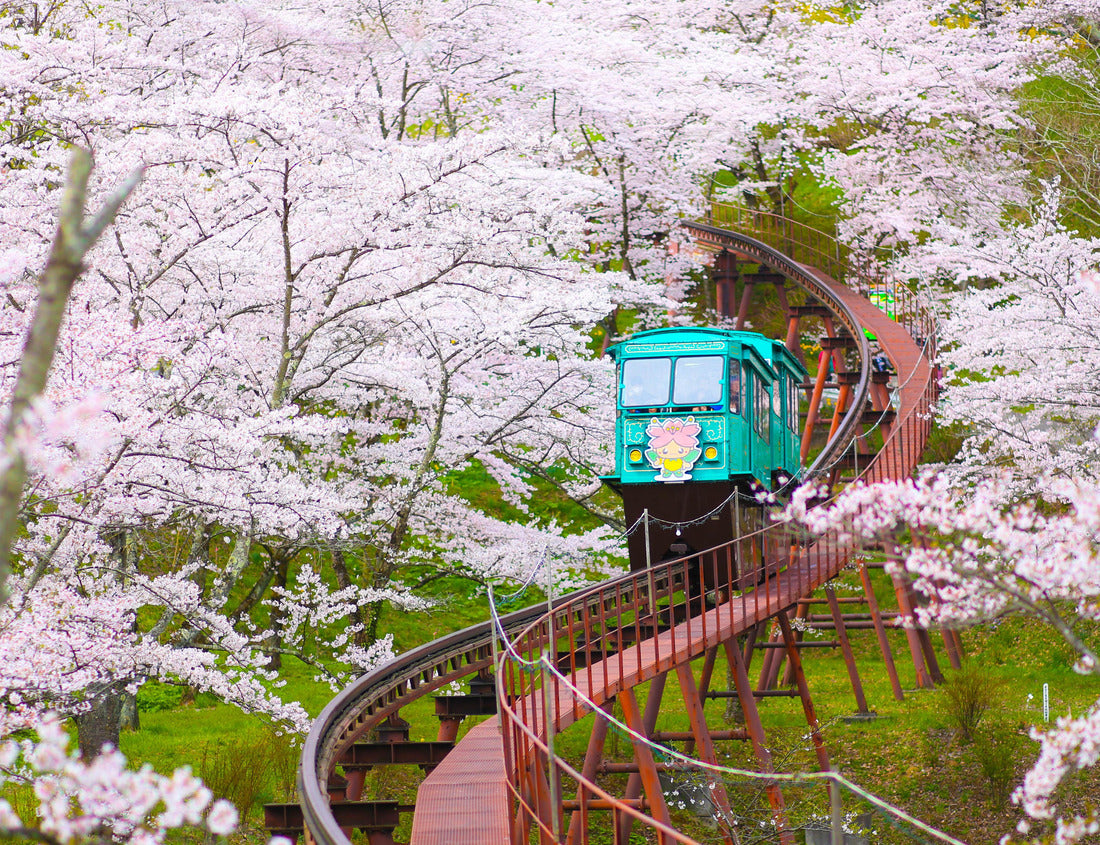 Noah Jigsaw Puzzle monorail under cherry blossom trees in Ruin Park Funaoka Castle, Miyagi Prefecture, Japan 1000 pieces