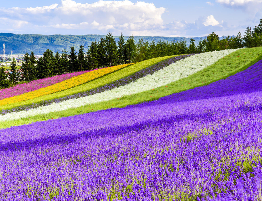 Noah Jigsaw Puzzle Feld Irodori, Tomita Farm, Furano, Japan. It is the famous and beautiful flower fields in Hokkaido 1000 pieces