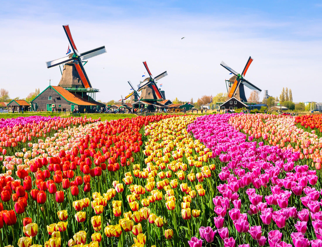 Noah Jigsaw Puzzle Landscape with tulips, traditional windmills and houses near the canal in Zaanse Schans, Netherlands 1000 pieces