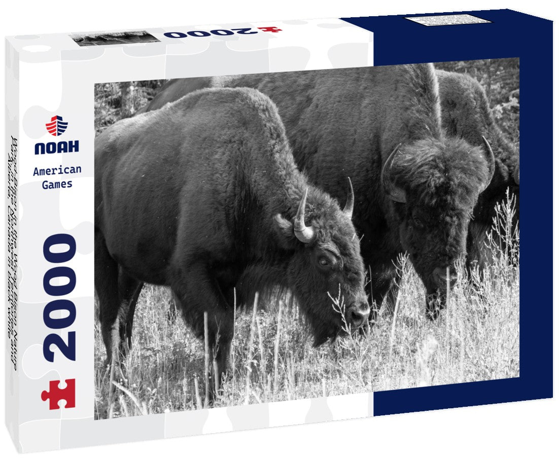 Noah Jigsaw Puzzle Wood-Bison in the Wood Bison Nature Park, in the Northwest Territories and Alberta, Canada in black white 2000 pieces