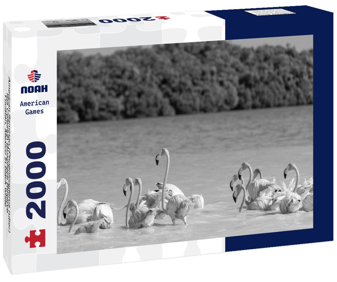 Noah Jigsaw Puzzle American flamingo (Phoenicopterus ruber), Ria Celestun Biosphere Reserve, Yucatan, Mexico in black white 2000 pieces