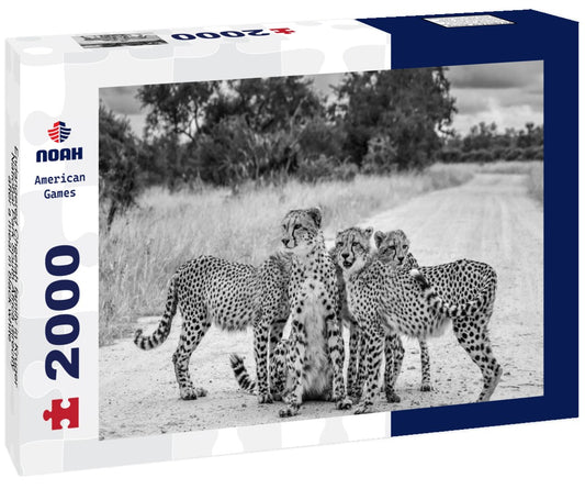 Noah Jigsaw Puzzle Endangered Cheetah family in Kruger National Park South Africa directly after a meal in black white 2000 pieces