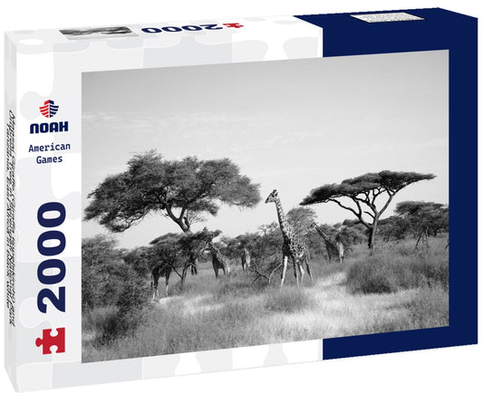 Noah Jigsaw Puzzle Maasai Giraffe (Giraffa tippelskirchi) and Umbrella Tree in Serengeti National Park, Tanzania, East Africa in black white 2000 pieces