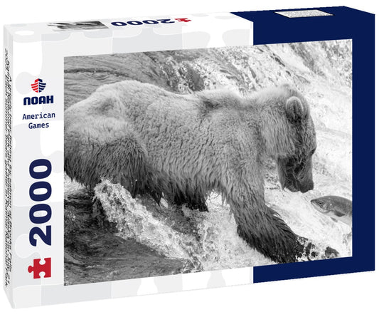 Noah Jigsaw Puzzle A grizzly bear fishing for salmon at Brooks Falls, Katmai National Park and Preserve, Alaska on July 21, 2023. Each summer bears gather in Katmai National Park to feed on the abundance of salmon in black white 2000 pieces