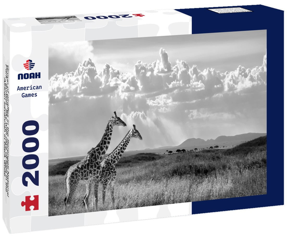 Noah Jigsaw Puzzle Group of giraffes in the Serengeti National Park. Sunset. Sky with rays of light in the African savannah in black white 2000 pieces