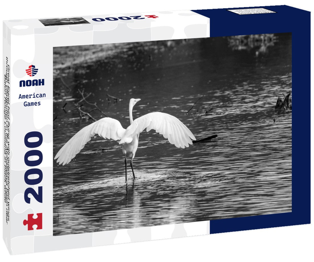 Noah Jigsaw Puzzle Great Egret bird flying with outstretched wings through Glattbutten in the Atchafalaya basin near Baton Rouge Louisiana in black white 2000 pieces