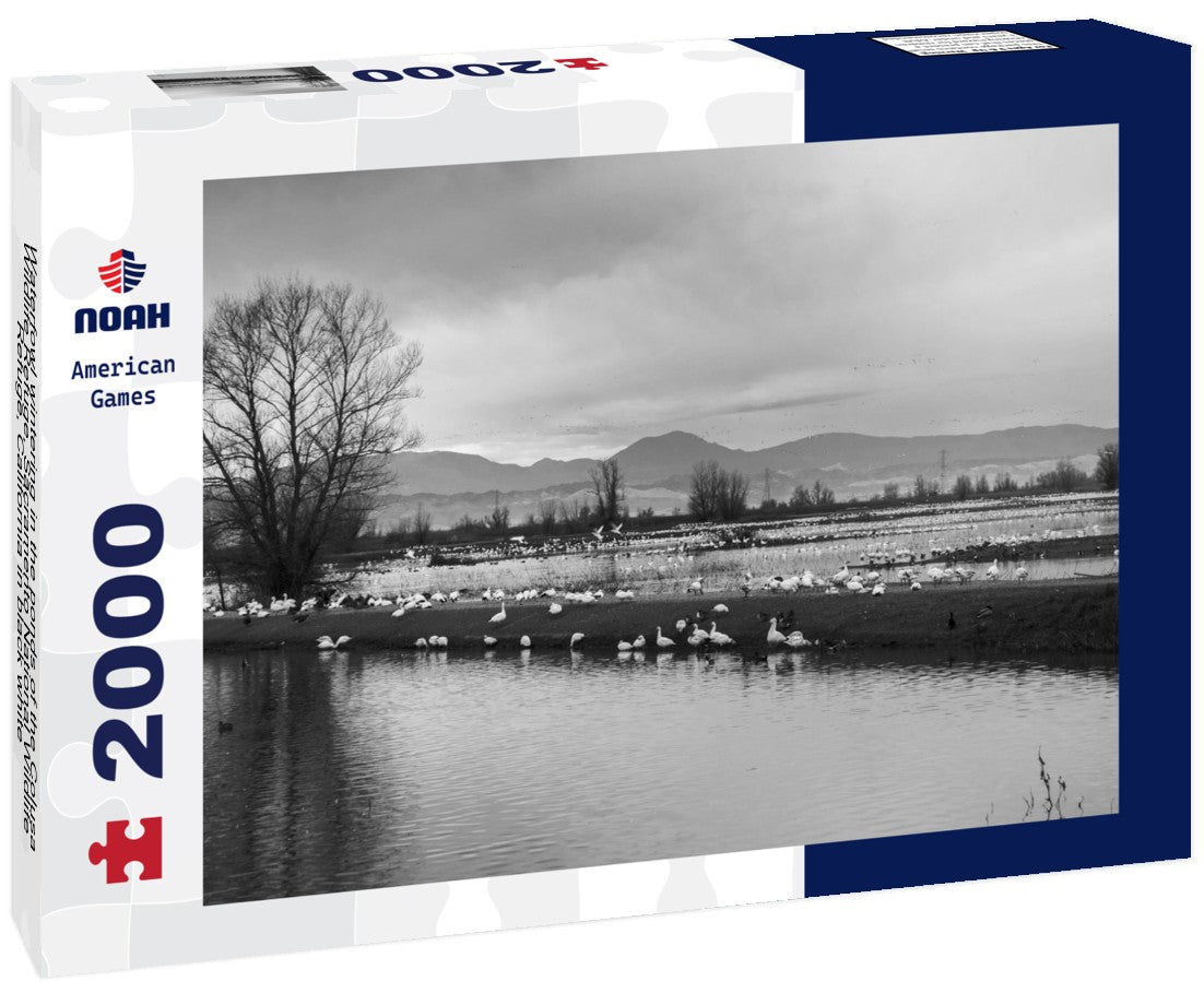 Noah Jigsaw Puzzle Waterfowl wintering in the ponds of the Colusa Wildlife Refuge, Sacramento National Wildlife Refuge, California in black white 2000 pieces