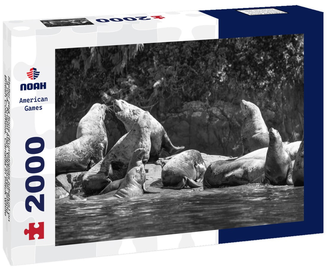 Noah Jigsaw Puzzle Steller sea lions (Eumetopias jubatus) on a rock, Knight Inlet, Vancouver Island, British Columbia, Canada in black white 2000 pieces