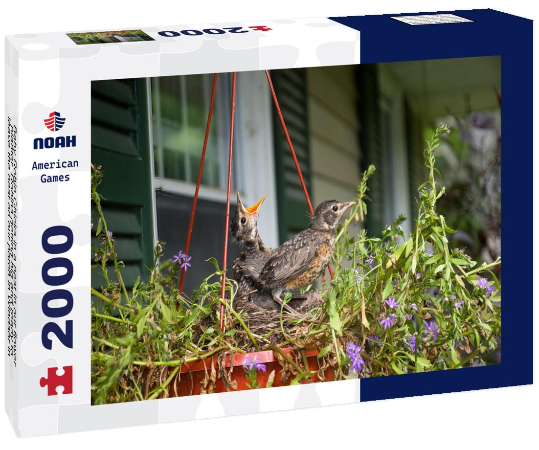Noah Jigsaw Puzzle Baby Robin Chicks in a nest in our flower planter. Robins getting big and ready to leave the nest on our porch in Windsor in Broome County in Upstate New York 2000 pieces