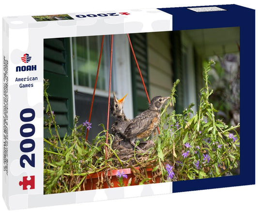 Noah Jigsaw Puzzle Baby Robin Chicks in a nest in our flower planter. Robins getting big and ready to leave the nest on our porch in Windsor in Broome County in Upstate New York 2000 pieces