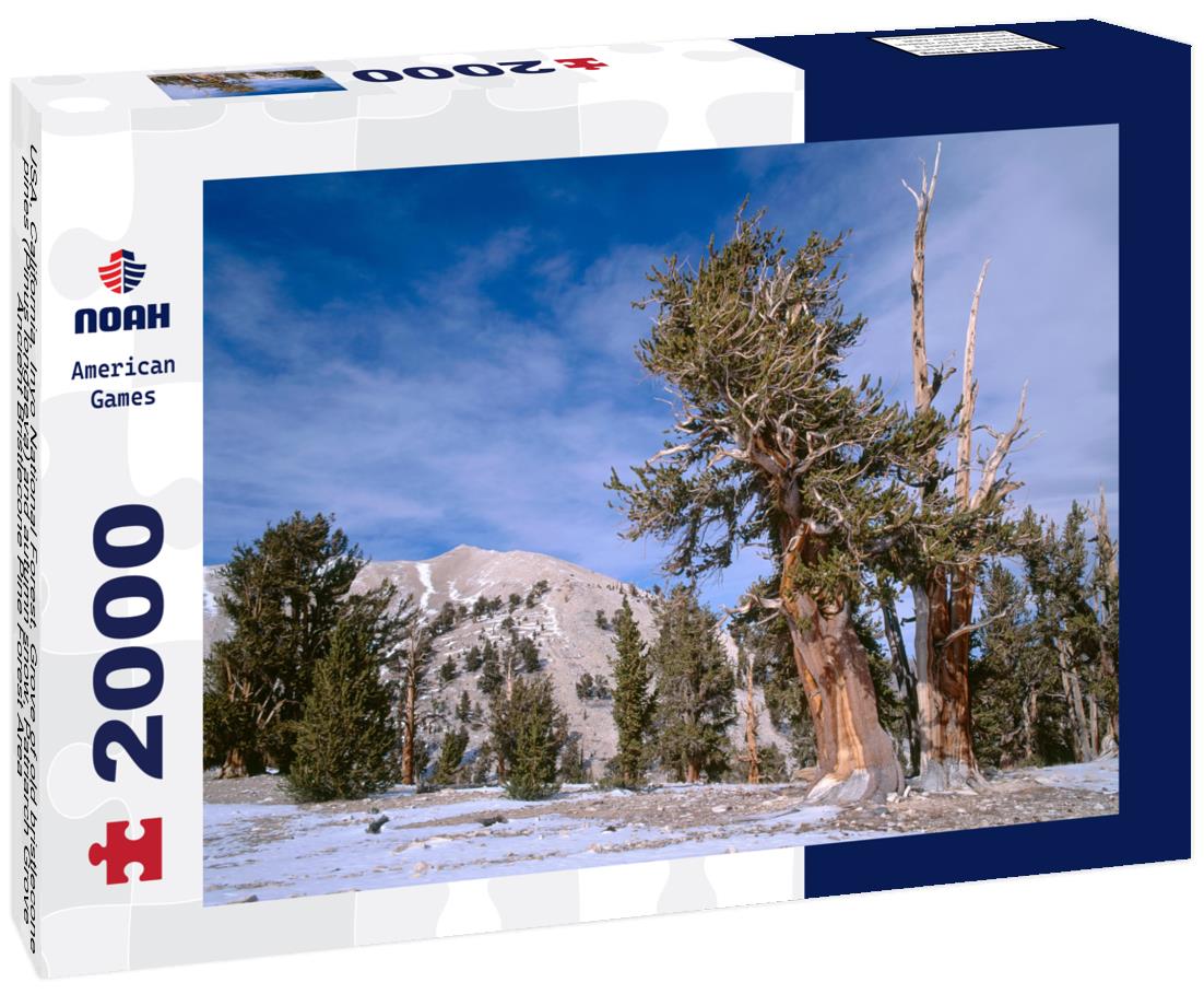 Noah Jigsaw Puzzle USA, California, Inyo National Forest, Grove of old bristlecone pines (Pinus longaeva) and autumn snow, Patriarch Grove, Ancient Bristlecone Pine Forest Area 2000 pieces