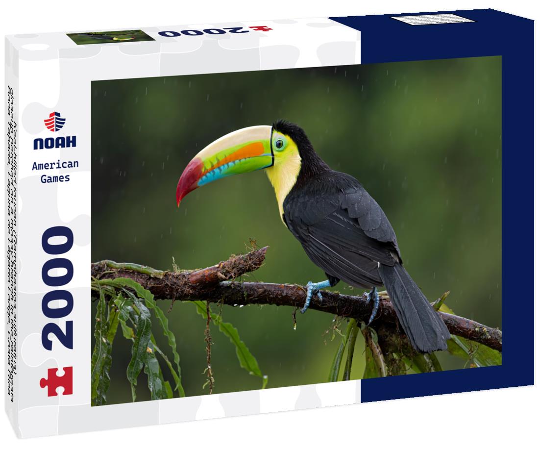 Noah Jigsaw Puzzle Keel-billed toucan (Ramphastos sulfuratus), closeup perched on a mossy branch in the rainforests, Boca Tapada, Laguna de Lagarto Lodge, Costa Rica 2000 pieces