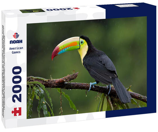 Noah Jigsaw Puzzle Keel-billed toucan (Ramphastos sulfuratus), closeup perched on a mossy branch in the rainforests, Boca Tapada, Laguna de Lagarto Lodge, Costa Rica 2000 pieces
