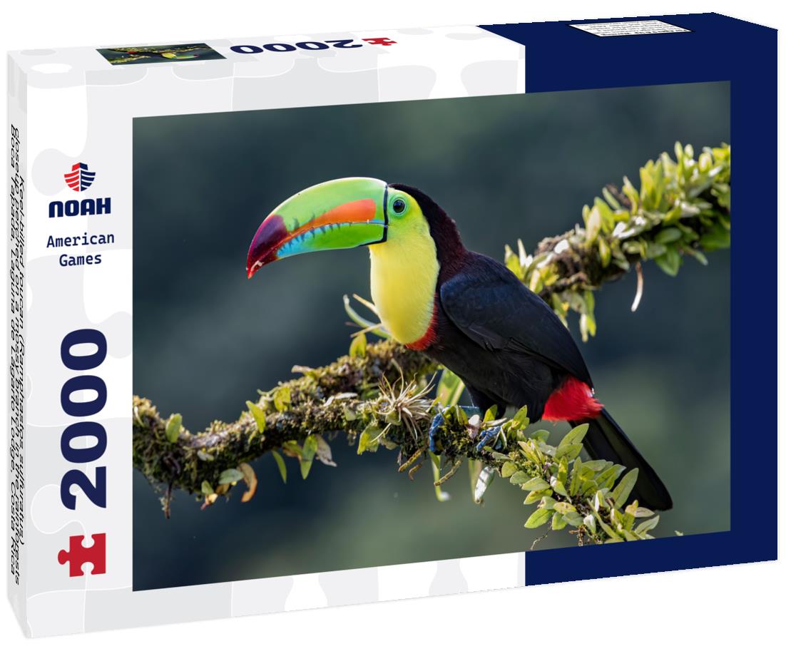 Noah Jigsaw Puzzle Keel-billed toucan (Ramphastos sulfuratus), closeup perched on a mossy branch in the rainforests, Boca Tapada, Laguna de Lagarto Lodge, Costa Rica 2000 pieces
