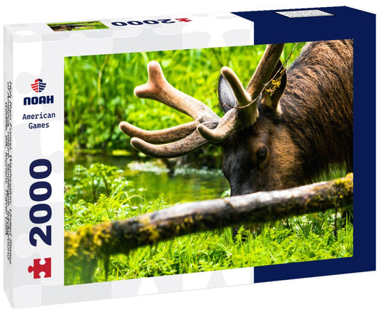Noah Jigsaw Puzzle Hoh Rain Forest, Washington, United States of America, nature, landscape, background, wildlife, elk, tourism, Travel USA, North America, evergreen 2000 pieces
