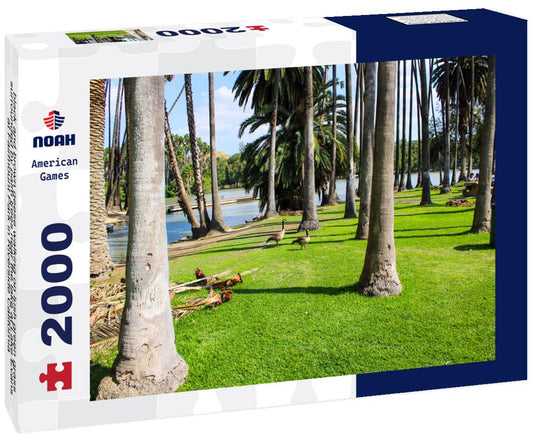 Noah Jigsaw Puzzle black and brown geese walking on lush green grass surrounded by palm trees near the lake at Lake Evans at Fairmount Park in Riverside California 2000 pieces