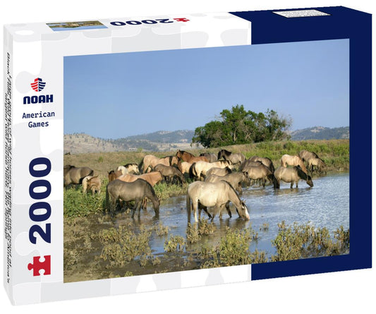 Noah Jigsaw Puzzle Large group of wild horses wading into pond at Black Hills Wild Horse Sanctuary, the home to America's largest wild horse herd, Hot Springs 2000 pieces