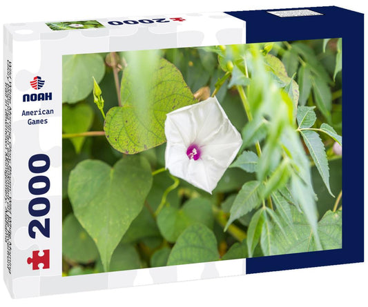 Noah Jigsaw Puzzle Wild White Morning Glory Bloom: Wild White Morning Glory blooming on an embankment on the Riverfront trail in downtown Montgomery, Alabama 2000 pieces