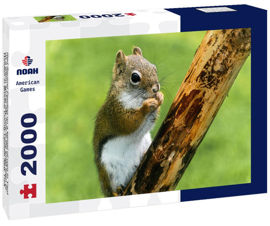 Noah Jigsaw Puzzle Red Squirrel Feeding on a kernel of corn in Yard on a warm spring day here in the small town of Windsor in Broome County Upstate New York 2000 pieces