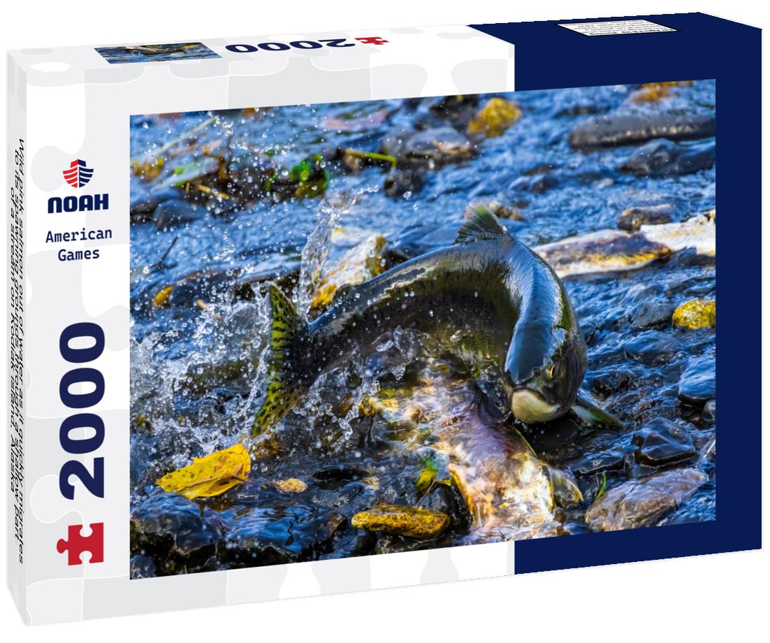 Noah Jigsaw Puzzle Wild pink salmon out of water as it quickly migrates to its spawning grounds through a shallow part of a stream on Kodiak island, Alaska 2000 pieces