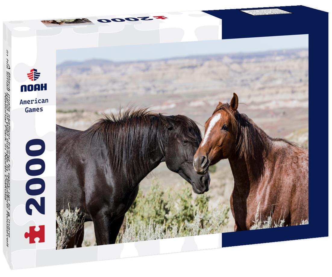 Noah Jigsaw Puzzle A Black male stallion trying to cozy up to a mare in his small band of wild horses in Theodore Roosevelt National Park in North Dakota 2000 pieces