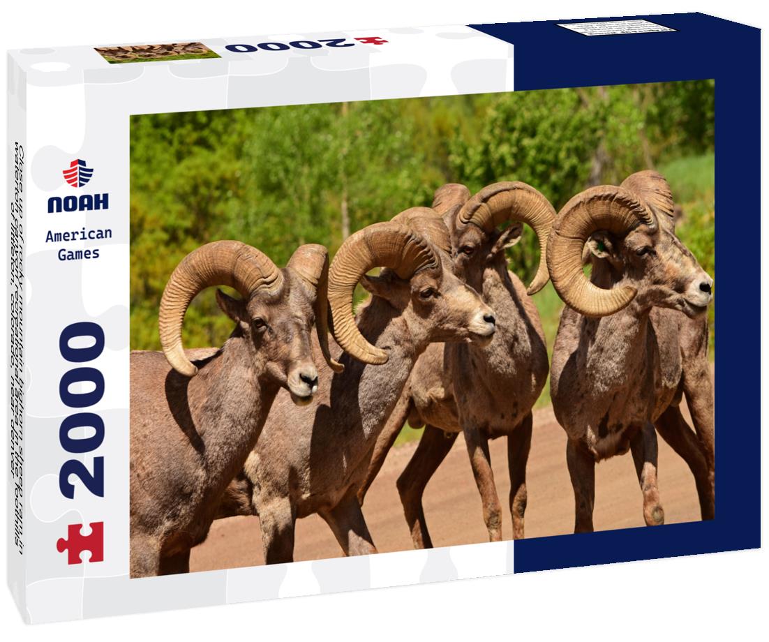 Noah Jigsaw Puzzle Close up of rocky mountain bighorn sheep ram in waterton canyon recreational area in the foothills of littleton, colorado, near denver 2000 pieces