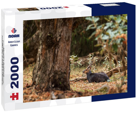 Noah Jigsaw Puzzle Menelik's Bushbuck - Tragelaphus scriptus meneliki, beautiful shy antelope endemic in Ethiopean mountains, Bale mountains, Ethiopia 2000 pieces