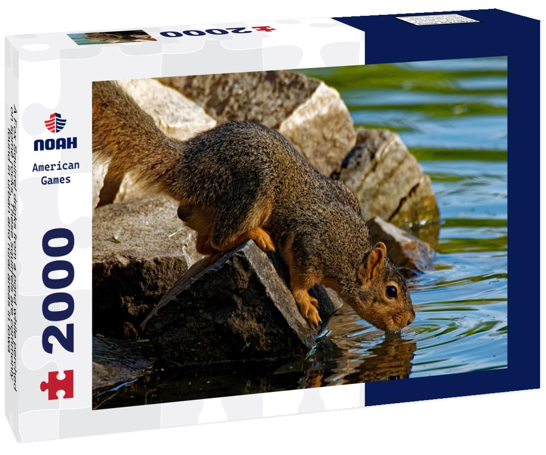 Noah Jigsaw Puzzle A Fox Squirrel drinks from a pond while perched on some rocks. These squirrels are commonly found in urban and rural areas in Iowa 2000 pieces