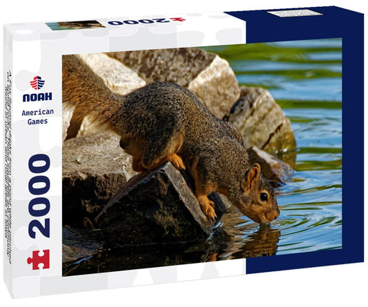 Noah Jigsaw Puzzle A Fox Squirrel drinks from a pond while perched on some rocks. These squirrels are commonly found in urban and rural areas in Iowa 2000 pieces