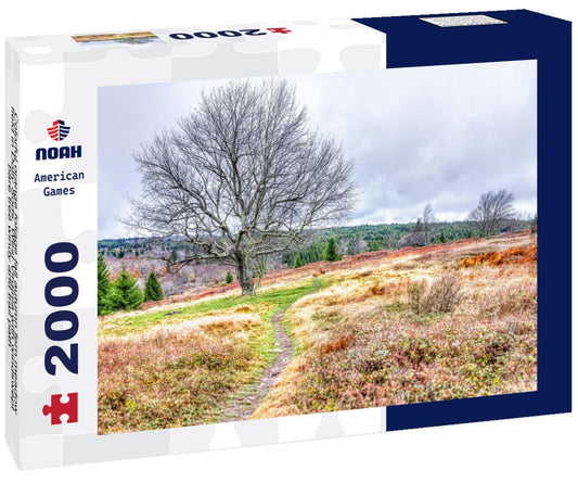Noah Jigsaw Puzzle Colorful orange foliage fall autumn fern meadow field in Dolly Sods, West Virginia with windswept bare tree windy and trail path 2000 pieces