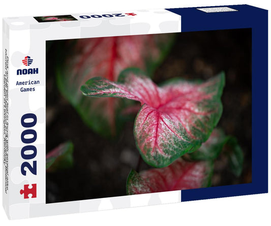 Noah Jigsaw Puzzle Pink and green leaf in focus with several alike blurred in the background in Arboretum Botanical Garden in Lexington, Kentucky 2000 pieces