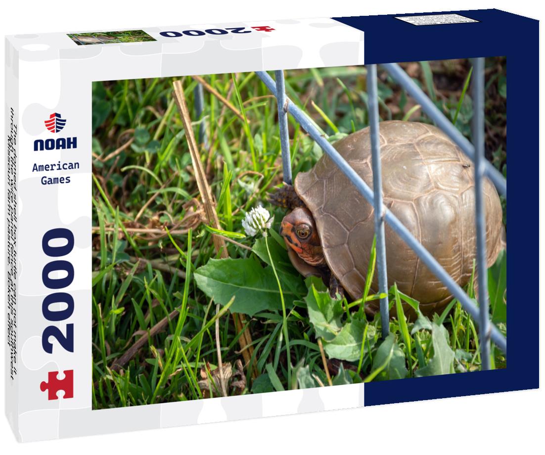 Noah Jigsaw Puzzle The domed shell box turtle can not make it through the wire panel fence at this southwest Missouri farm pasture. Bokeh effect 2000 pieces