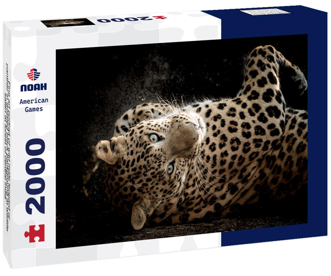 Noah Jigsaw Puzzle Fine art portrait of wild male leopard or panther in isolated black background at wildlife safari at forest of central india 2000 pieces