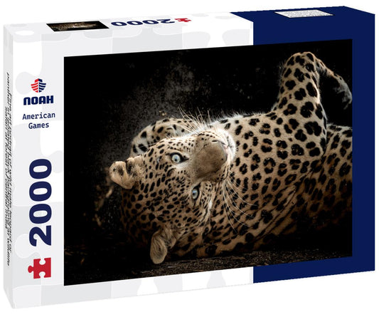 Noah Jigsaw Puzzle Fine art portrait of wild male leopard or panther in isolated black background at wildlife safari at forest of central india 2000 pieces