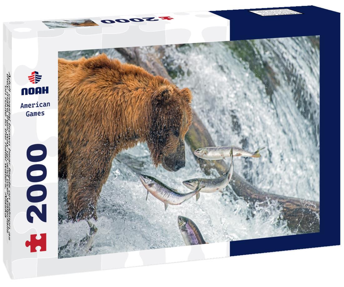 Noah Jigsaw Puzzle Adult coastal brown bear feeds on salmon as they make their way up and over waterfalls on route to the natal waters, Alaska 2000 pieces
