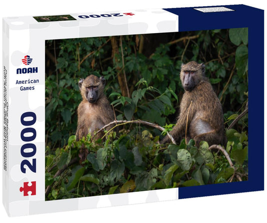 Noah Jigsaw Puzzle Olive Baboon - Papio anubis, large ground primate from African bushes and woodlands, Bale mountains, Budongo forest, Uganda 2000 pieces