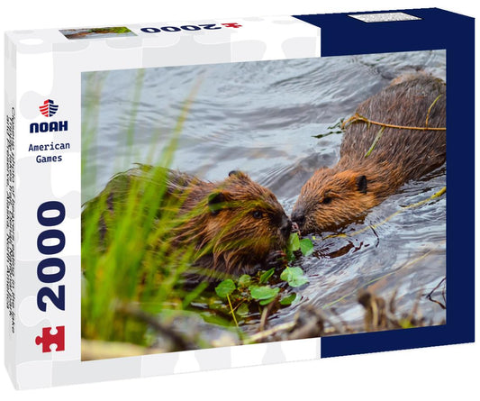 Noah Jigsaw Puzzle Closeup photo of beavers eating in the lake, Tripple lakes trail, Denali National park and Preserve, Alaska, North America 2000 pieces